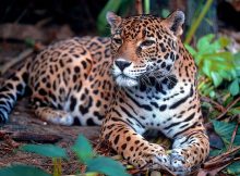 el Jaguar