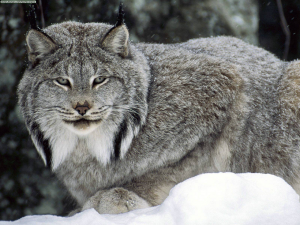 Lynx canadensis o lince canadiense