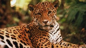 el jaguar 